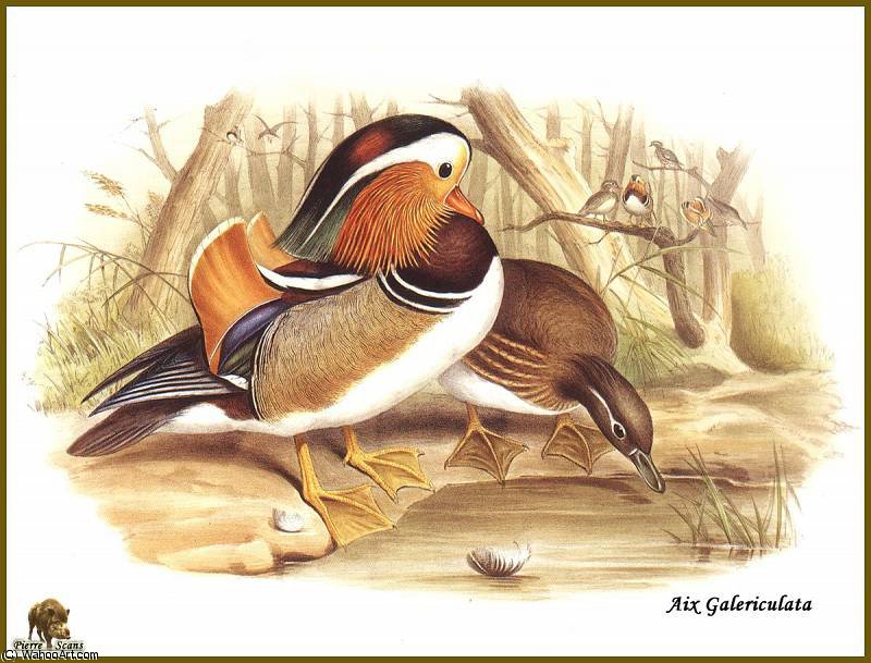 John Gould - canard mandarin