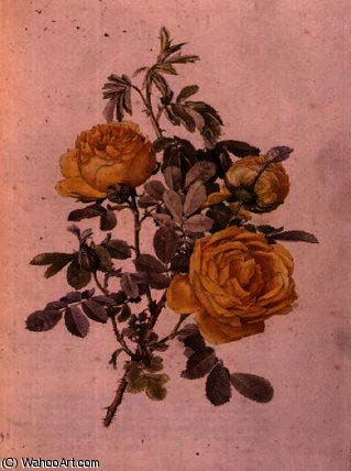 Rosa Genus — Alfred Parsons