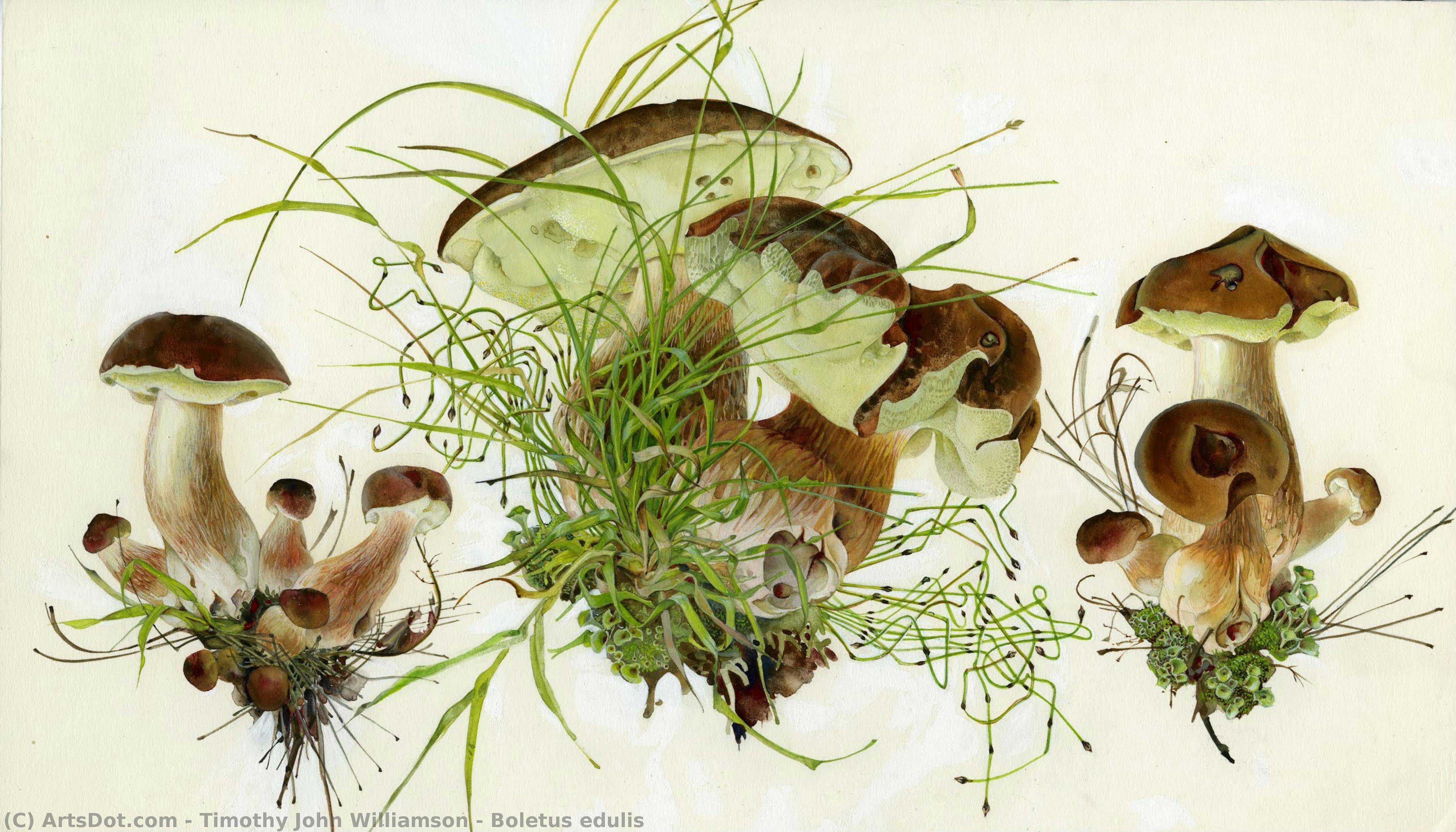 Timothy John Williamson - Boletus edulis