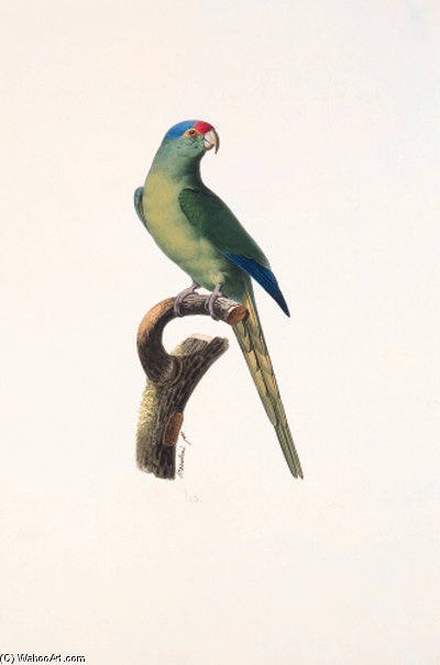 Aratinga Canicularis — Jacques Barraband