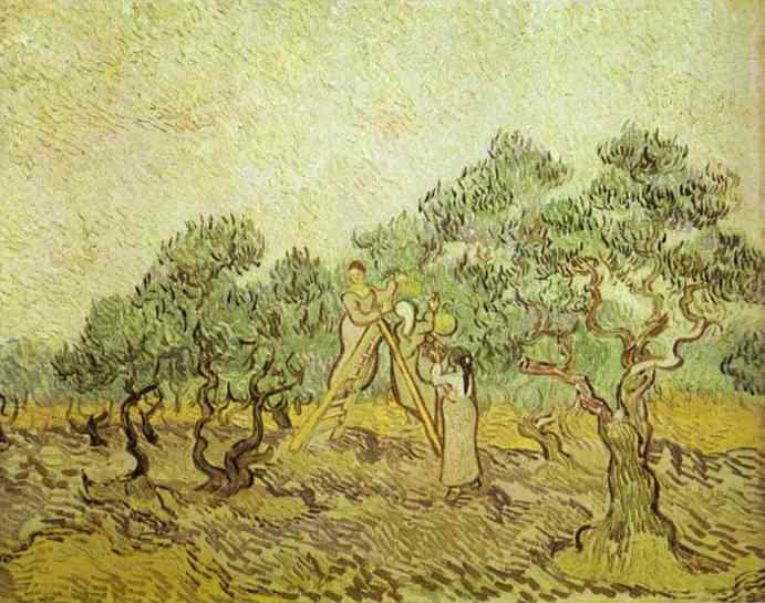 vincent willem van gogh - L'oliveraie