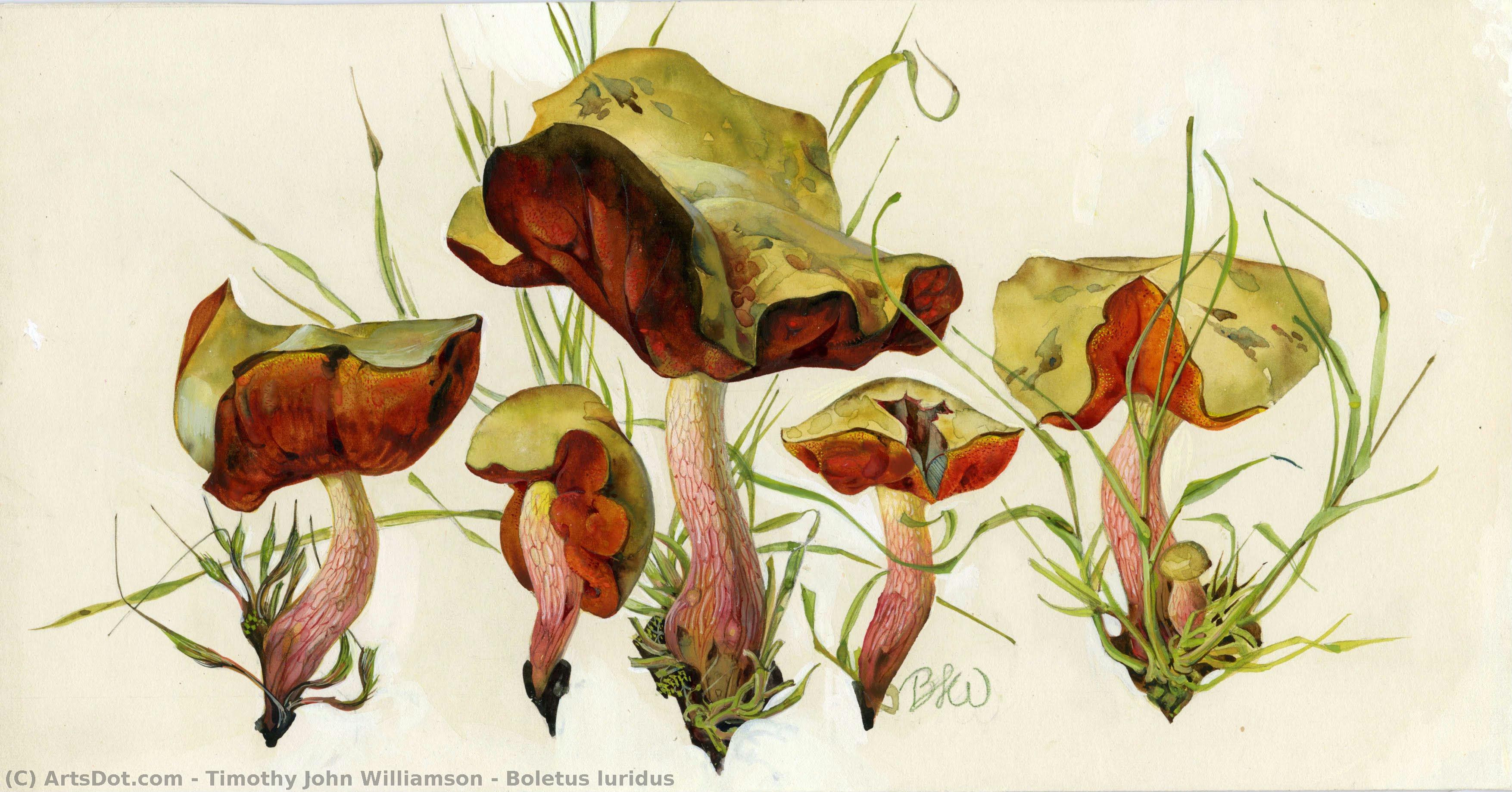 Timothy John Williamson - Boletus luridus