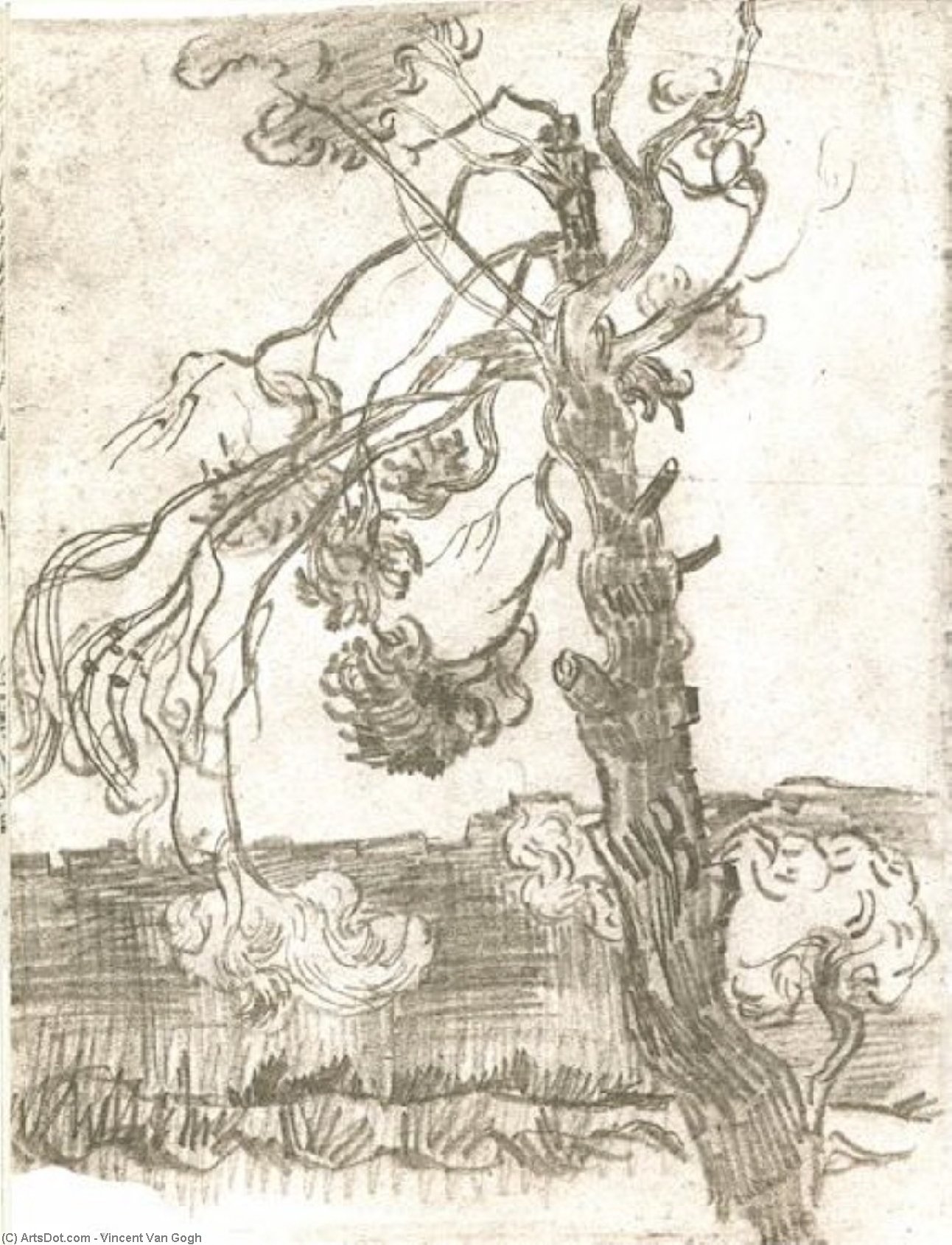 Træbundet Pine Tree — Vincent Willem Van Gogh