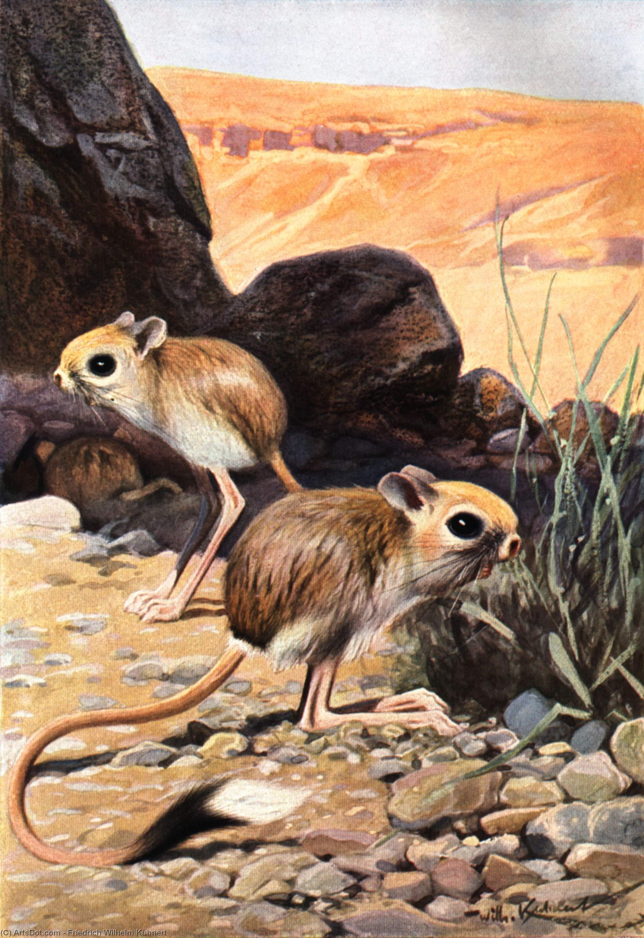 Friedrich Wilhelm Kühnert - Lesser Egyptian Jerboa