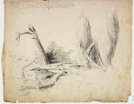 Decaying Tree Trunks — Tomáš Cole
