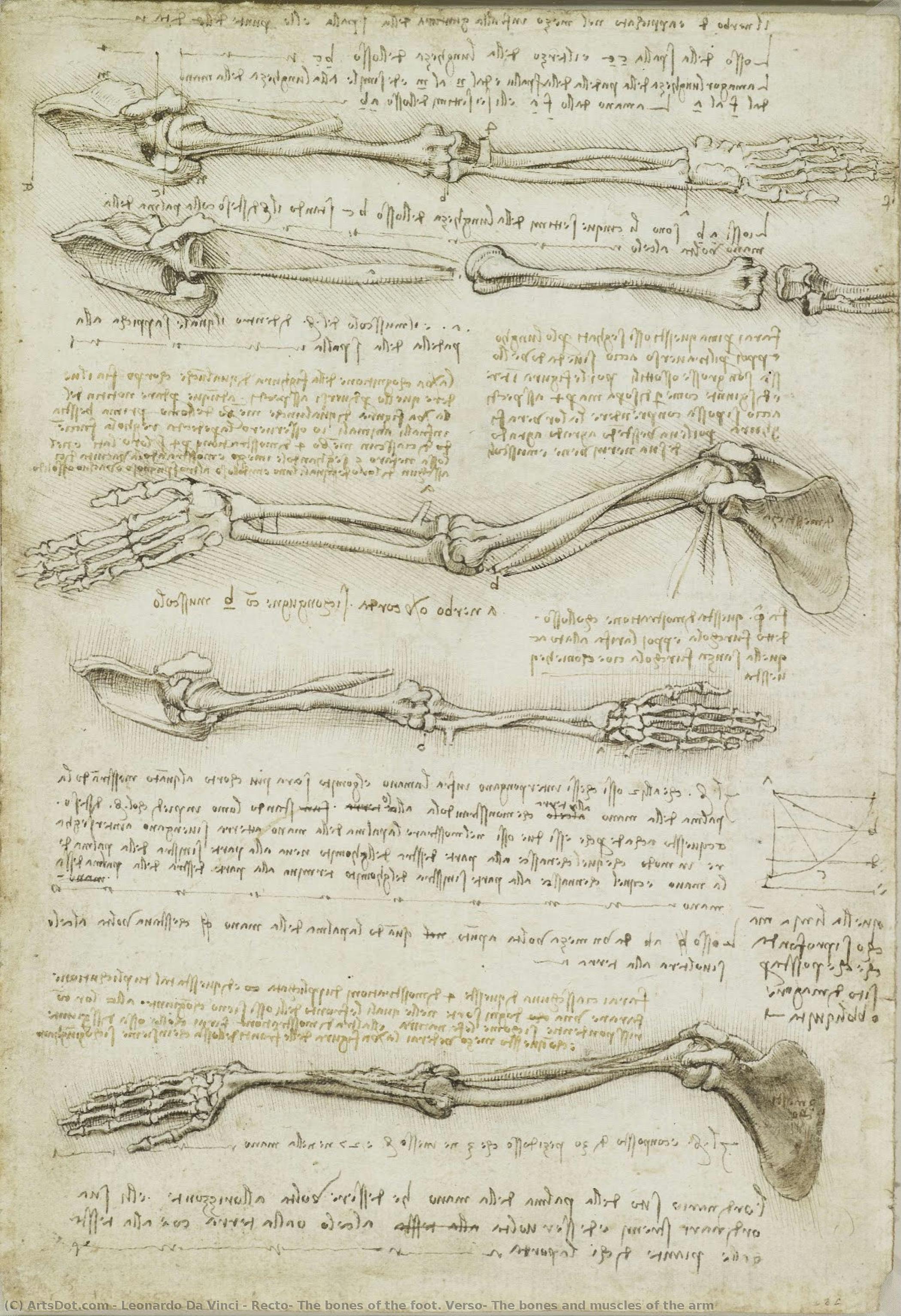 Recto: Fötternas Ben. Verso: Armens Ben Och Muskler — Leonardo Da Vinci