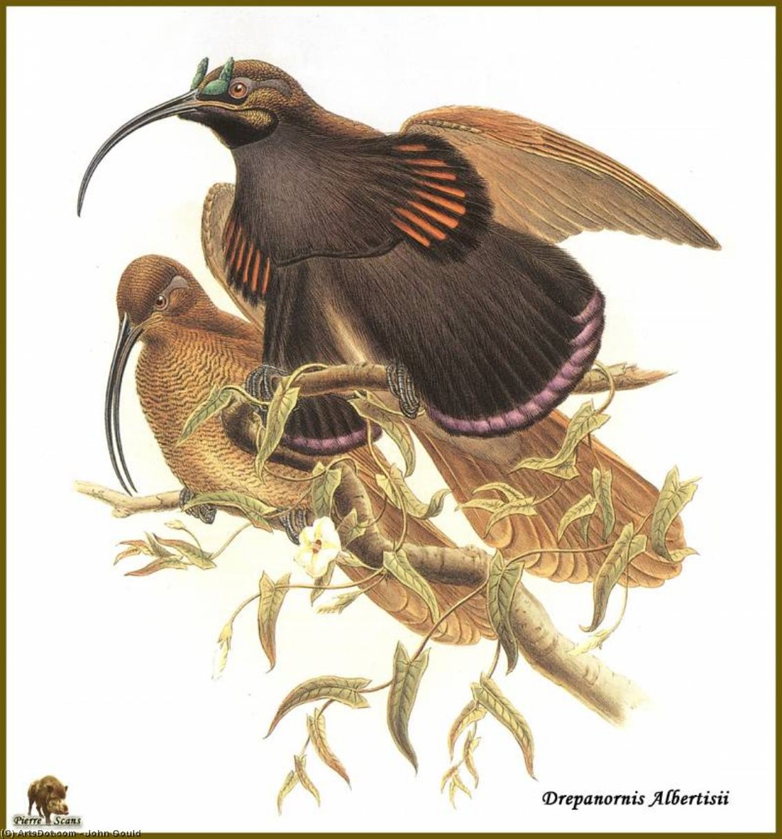 John Gould - Paradisier de d'Albertis