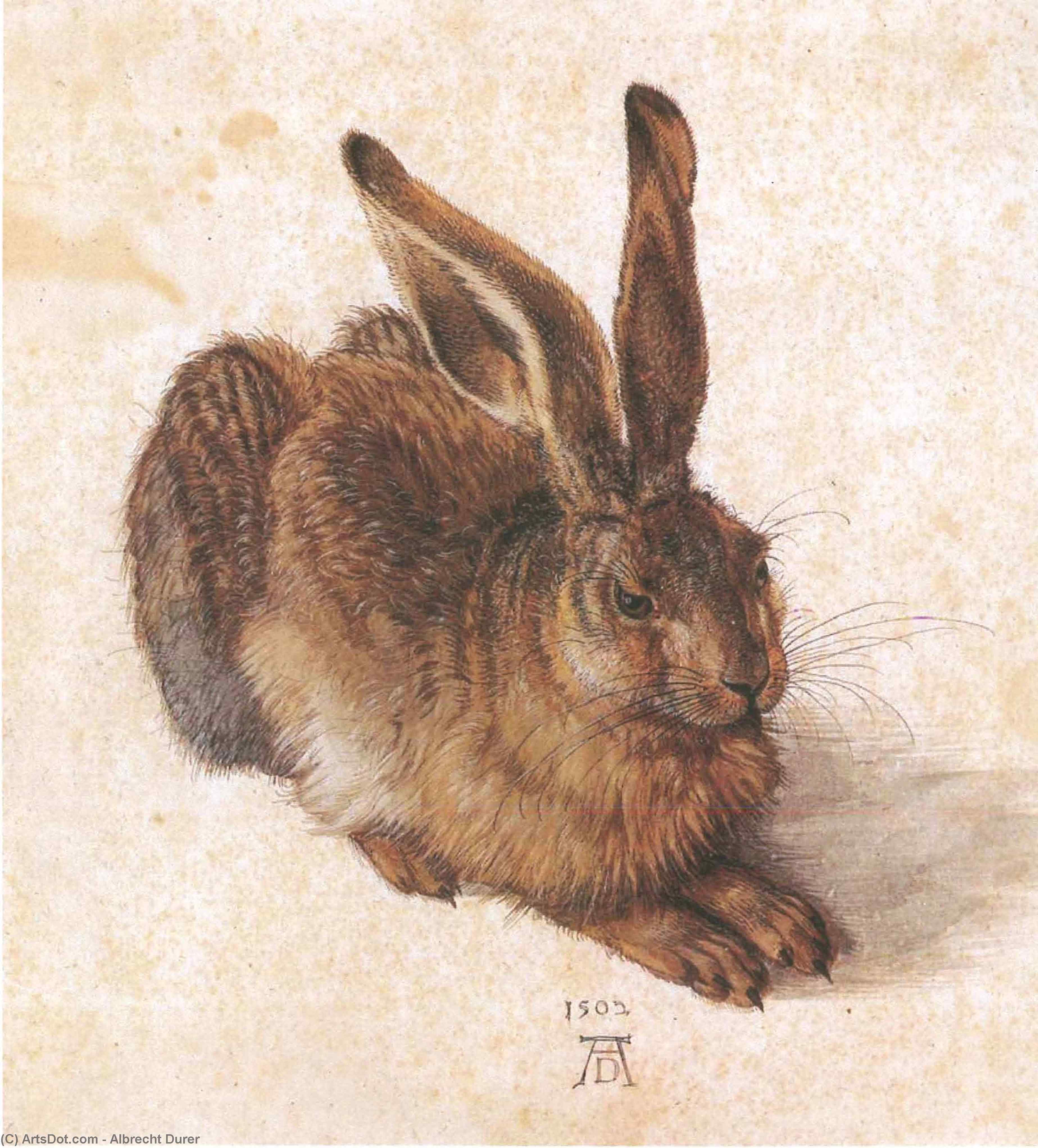 Jaunas Zuikis — Albrechtas Diureris