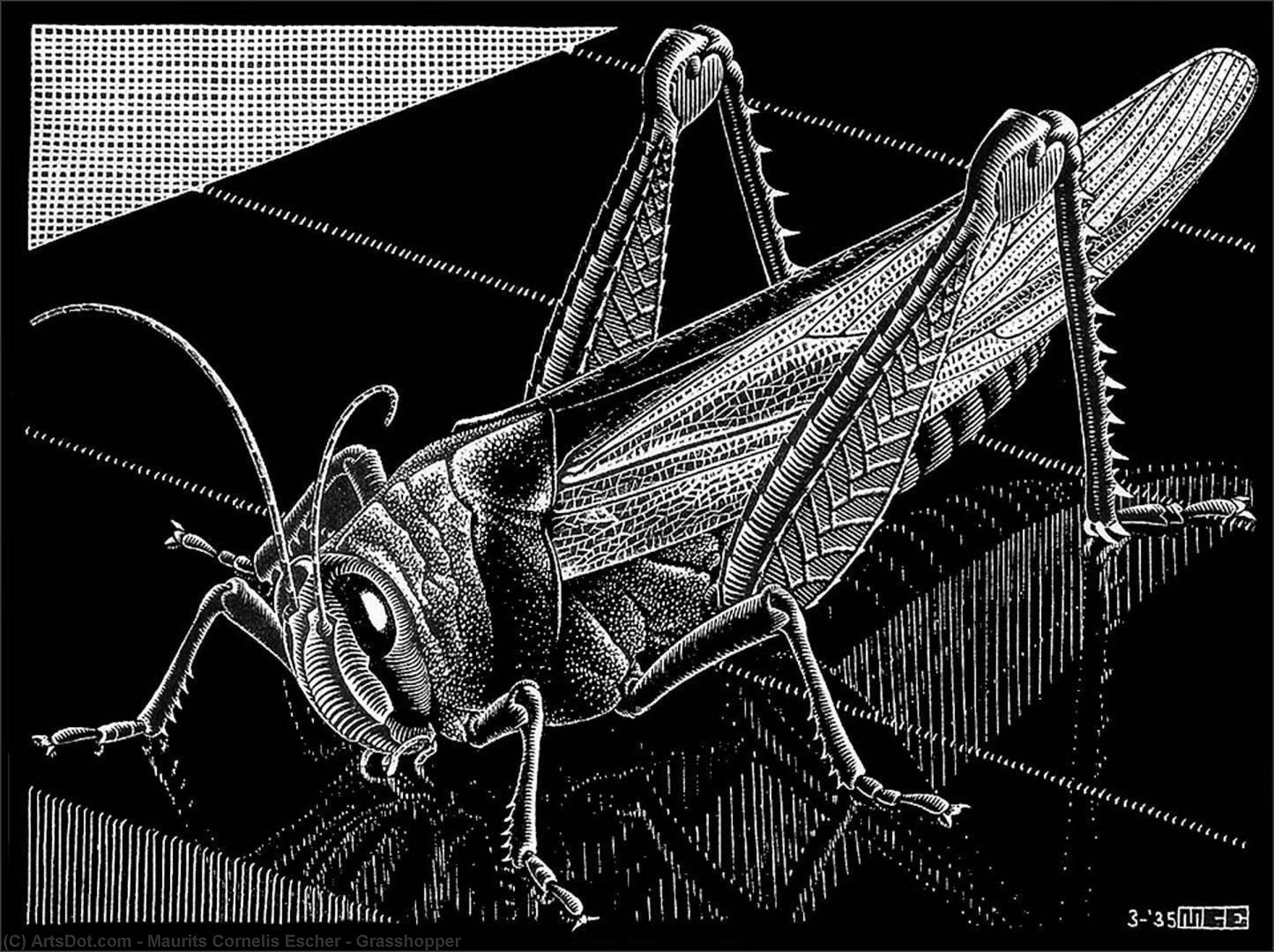 Maurits Cornelis Escher - Grasshopper