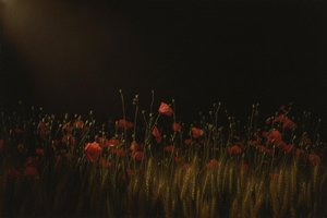 El Claroscuro De Carmesí Y Oro: Una Vigilia Solitaria