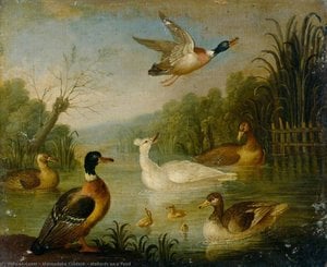 Mallards On A Pond — Marmaduke Cradock