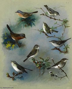 Warbler And Wrens — 阿奇博德·索恩伯恩