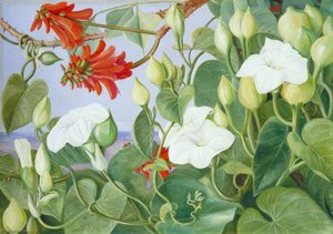 마리애너 노스 - White Convolvulus and Kaffirboom, Painted at Durban, Natal