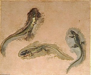 Trois Lezards — Pieter Boel