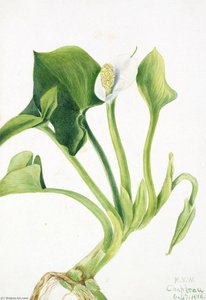 Wild Calla (calla Palustris) — 메리 베이옥스 발콕트