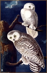 Snowy Owl — John James Audubon