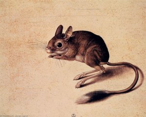 Gerbil — Jacopo Ligozzi