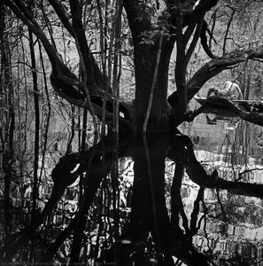 Igapó, Amazon Forest — Marcel Gautherot