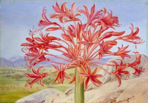 Brunsvigia Multiflora Near Queenstown, South Africa — Marianne North