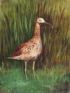 Curlew — George Knight