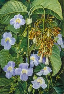 Grimpante Aux Fleurs Bleues Et Plante De Marais Commune Du Sarawak, Bornéo — Marianne North