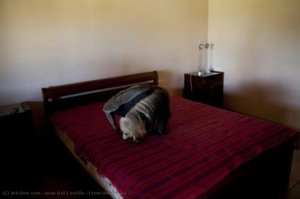 Juan Del Castillo - From the series 