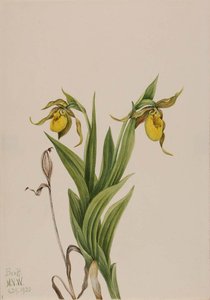 Yellow Lady's Slipper (cypripedium Parviflorum) — Mary Vaux Walcott