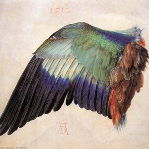 Aile D'un Roulier Bleu — Albrecht Dürer