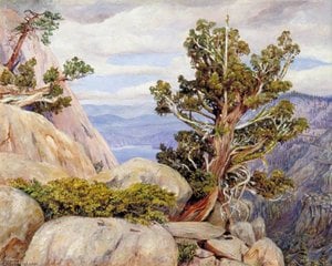 Old Cypress Or Juniper Tree, Nevada Mountains, California — Marianne North