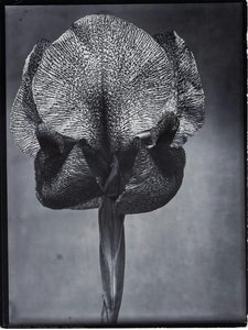 Charles Jones - Iris Susiana