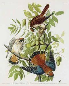 American Sparrow Hawk — რობერტ ჰეველი