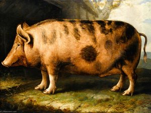 A Berkshire Pig — Vilijam Šils