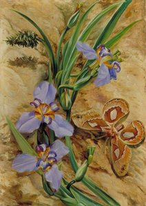 Palma de Santa Rita e la Sfinge Atlas, Brasile - Marianne North