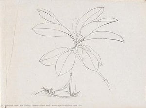 Flower, Plant And Landscape Sketches From Life — Xie Zhiliu
