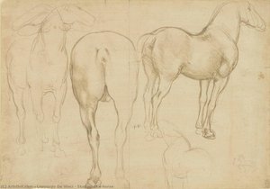 Leonardo da Vinci - Studie koně
