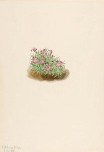 Mary Vauxová Walcottová - Carpet Pink (Silene acaulis)