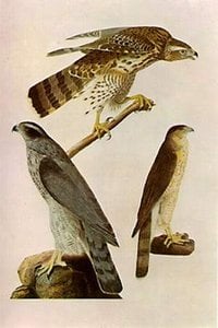 Accipiter Cooperi — جون جيمس أودوبون