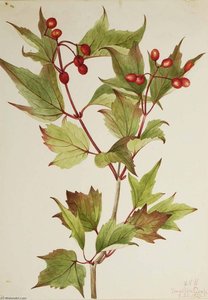 Cranberrybush (viburnum Pauciflorum) — Mary Vauxová Walcottová