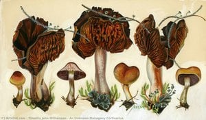An Unknown Mahogany Cortinarius — Timothy John Williamson, Contemporary Realism