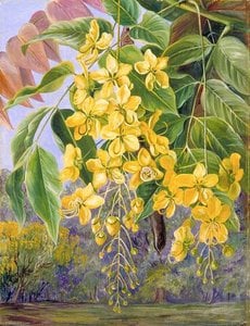 Foliage And Flowers And A Pod Of The Amaltas Or Indian Laburnum — Marianne North