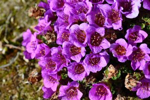 Saxifraga Oppositifolia — Paul Sokoloff
