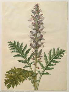Acanthus Mollis — Johannes Simon Holtzbecher