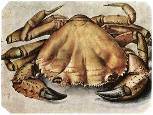 Albrecht Dürer - Astice