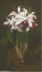 Oriental Lilies